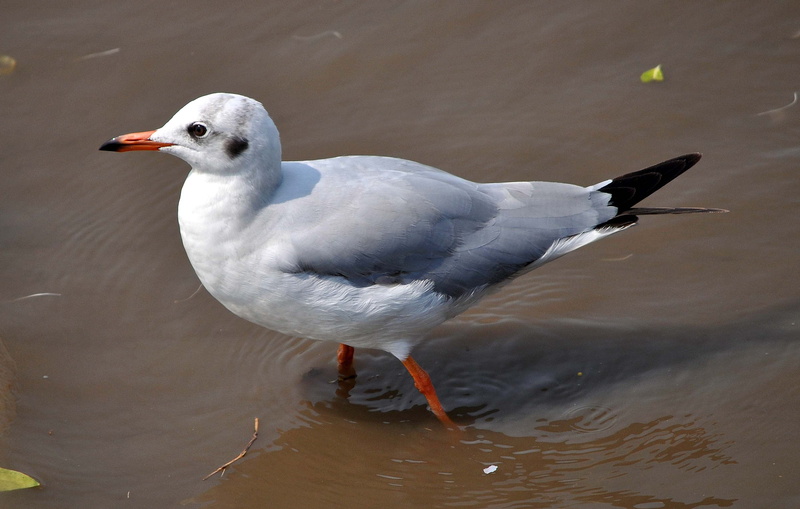 plateaus, small, animals in the wild, close-up, nature, seagull, vertebrate, day, bird, no people, migratory, brunnicephalus, animal, chroicocephalus, inner