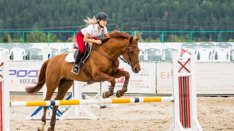 1080P, brown, horse, sports, girl
