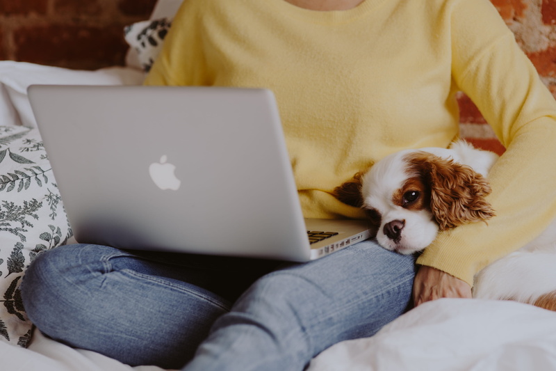 mammal, cavalier, domestic, pets, furniture, connection, 5K, animal themes, using laptop, uses, macbook, small, domestic animals, computer, woman, yellow