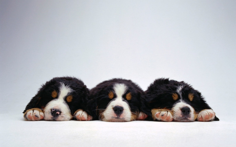 dog, domestic animals, young animal, animals, puppy, cavalier king charles spaniel, small, pets, cute, mammal, relaxation, one animal, canine, 1080P, studio shot
