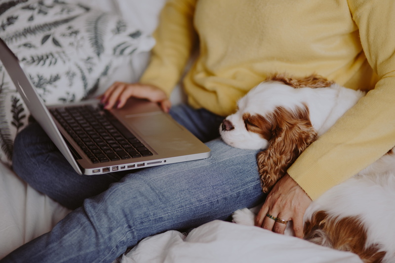 sweet, bed, female, laptop, domestic room, indoors, lying down, jeans, young adult, furniture, connection, 5K, relaxation, dog, cavalier, yellow, bedroom