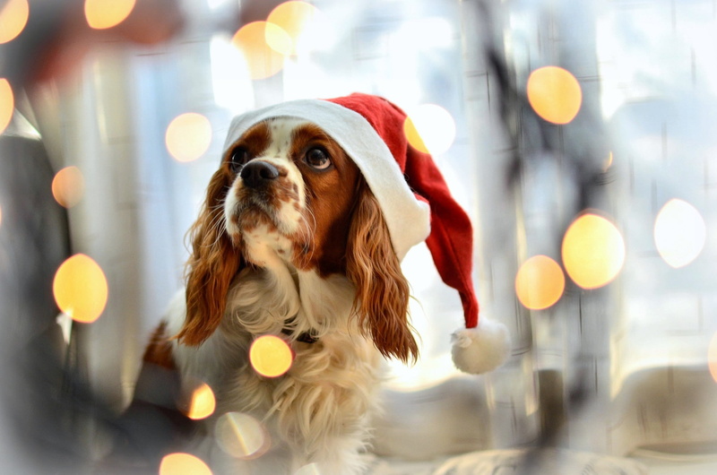 charles, cavalier, Dog, spaniel, friend, king, brown, 1080P, holiday, white, view
