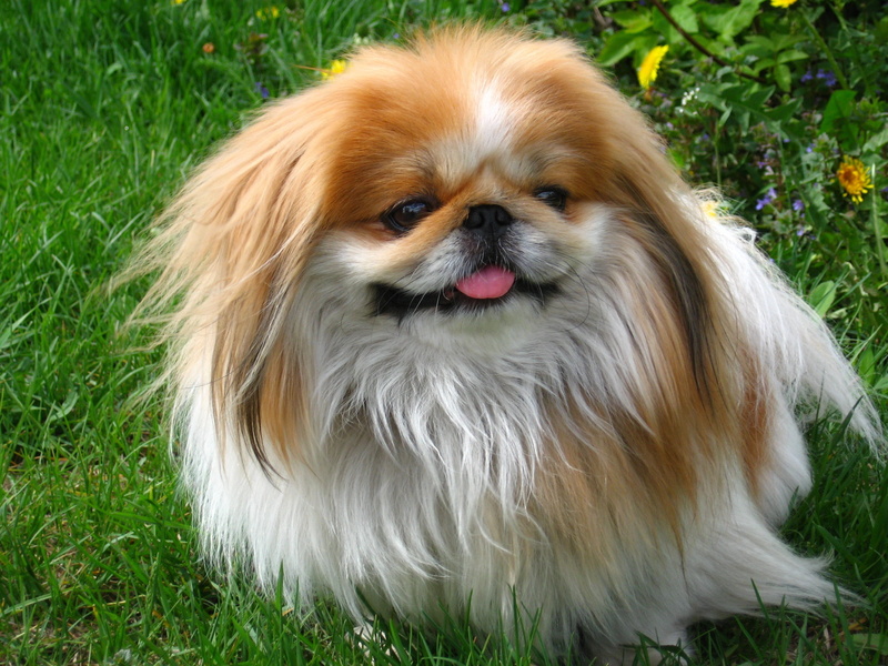 lap dog, animal, cavalier king charles spaniel, domestic Animals, fluffy, tan, shih tzu, cute, grass, purebred Dog, outdoors, puppy, looking, 2K, vertebrate