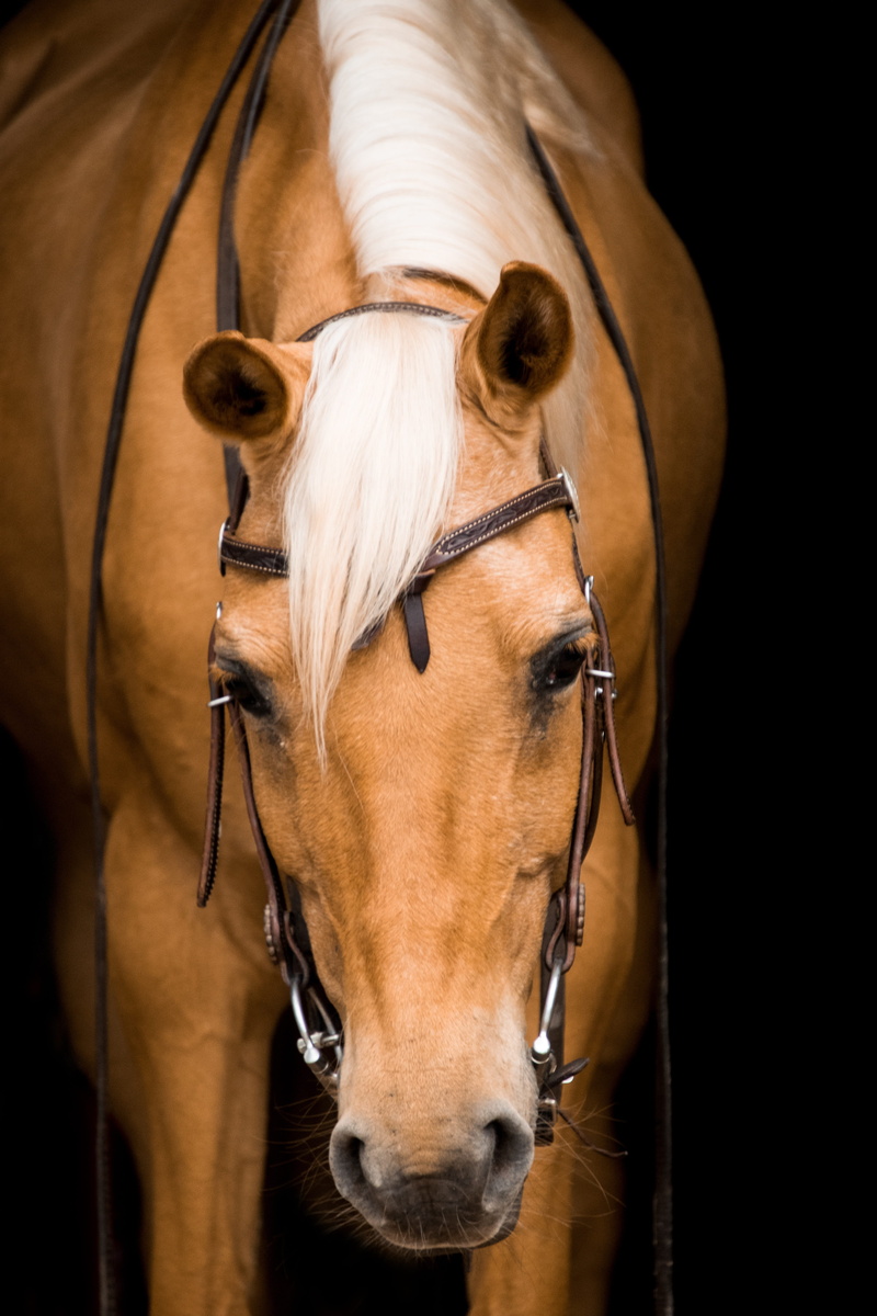 animal, indoors, palomino, one animal, arabs, western, portrait, brown, beautiful, animal body part, human, cavalry, focus on foreground, no people, herbivorous