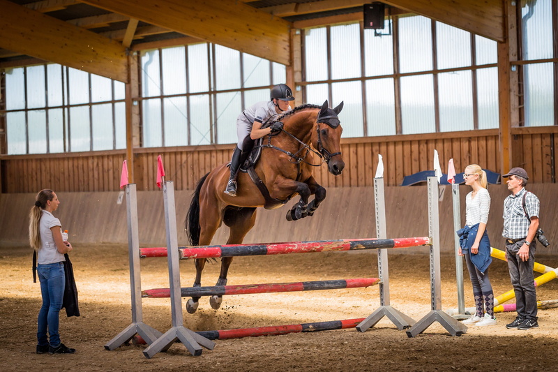 field, domestic animals, ride, pets, skill, animal wildlife, tournament, cavalry, animal, athlete, leisure, saddle, offspring, childhood, herbivorous, halter
