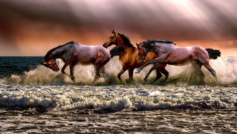 running, animal, sea, domestic animals, outdoors, horses, animals in the wild, wildebeest, mammal, cavalry, group of animals, domestic, dust, aggression