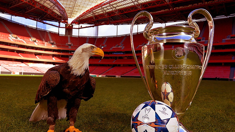 4K, sport, built structure, pets, domestic animals, mammal, outdoors, one animal, vertebrate, livestock, estadio da luz, animal wildlife, plant, day, euro cup