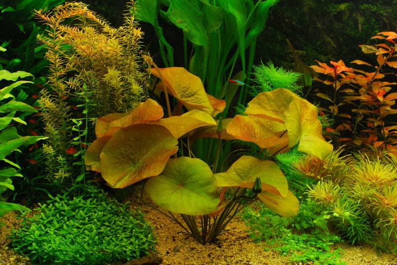 freshness, no people, 1080P, water plant, leaves, park, day, flower, flowering plant, aquarium desktop nexus, outdoors, plant, fragility, nature, plant part