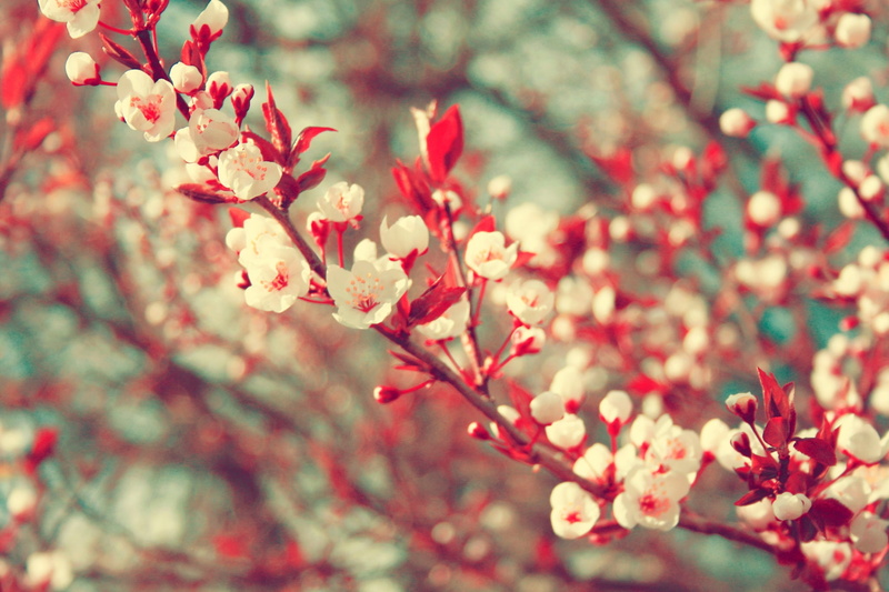 day, nature, cherry tree, no people, flower head, tree, beauty in nature, plant, fragility, blossom, growth, vulnerability, close-up, focus on foreground