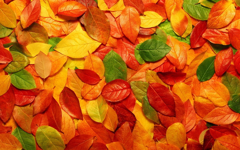 full frame, pattern, change, multi colored, autumn, textured, leaf, 1080P, directly above, close-up, nature, leaves, orange color, no people, beauty in nature