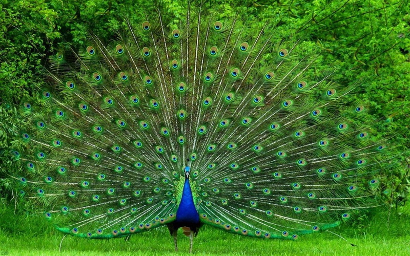 outdoors, 1080P, peacock desktop nexus, one animal, peacock feather, animal wildlife, multi colored, fanned out, green color, nature, field, bird, vertebrate
