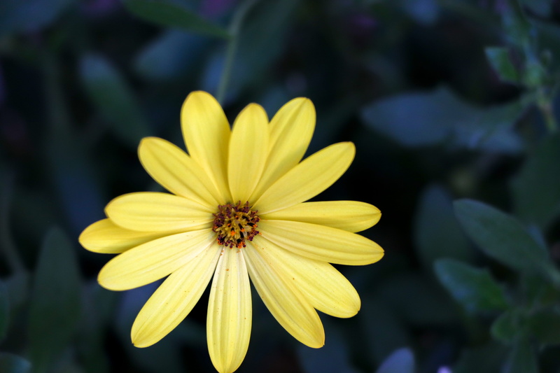 vulnerability, growth, 5K, daisy, focus on foreground, fragility, apidae, yellow flower, invertebrate, aster, floral, no people, nature, flower head, close-up