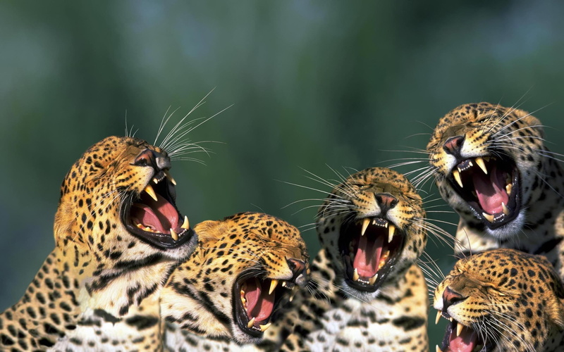 angry cat, male, party, bachelor, tige, female, animal, leopard, 2K, snow, lion, tiger, desktop