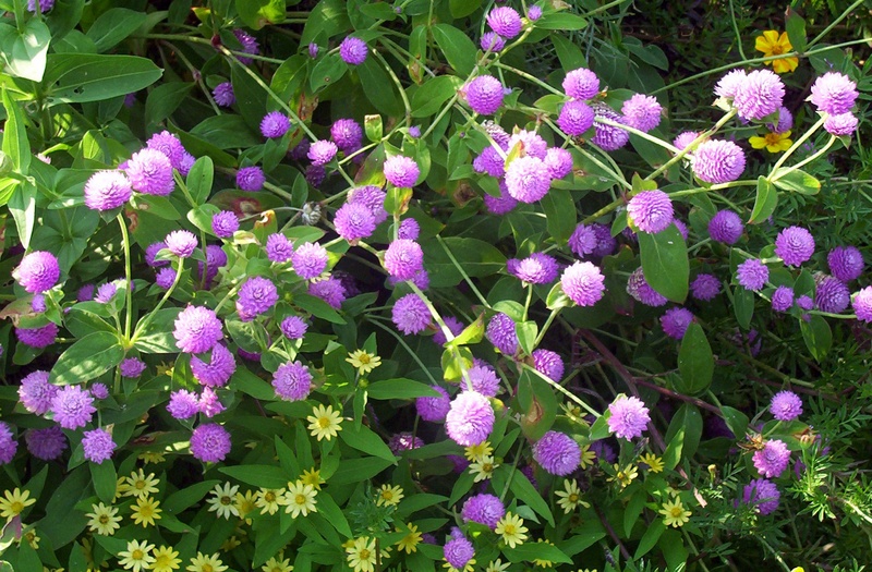 high angle view, springtime, globe amaranth, nature, green color, flowerbed, leaves, blossoms, background, green, close-up, 720P, vulnerability, flower head
