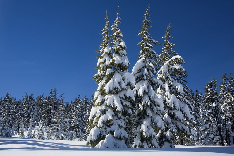 mount bachelor, deschutes national forest, wilderness, coniferous tree, winter, sky, tranquil scene, scenics - nature, ice, frozen, land, blue, nature