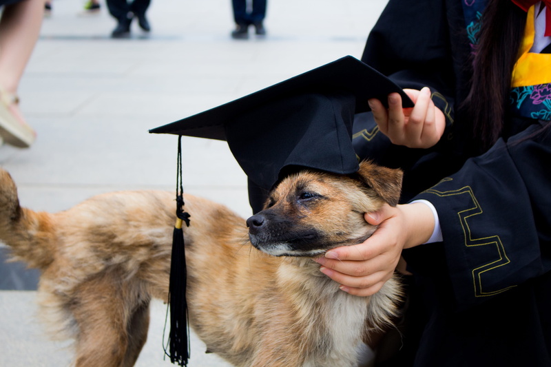 domestic, bachelor gown, real people, incidental people, graduation photo, midsection, vertebrate, dog, one animal, hat, canine, pet owner, day, mammal