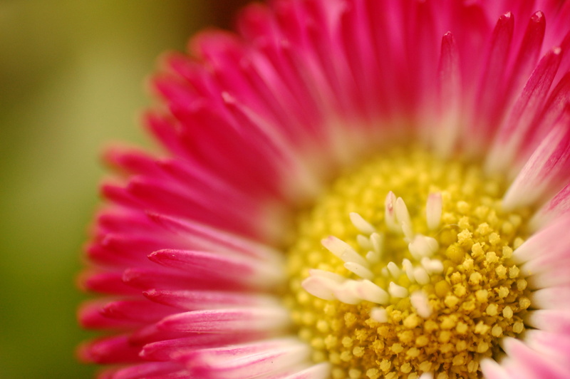 s, 2K, photo, flower, single Flower, gerbera Daisy, daisy, bloom, in bloom, macro, flower Head, pink, Bachelors, petal, bachelor, Button, pink Color, nature