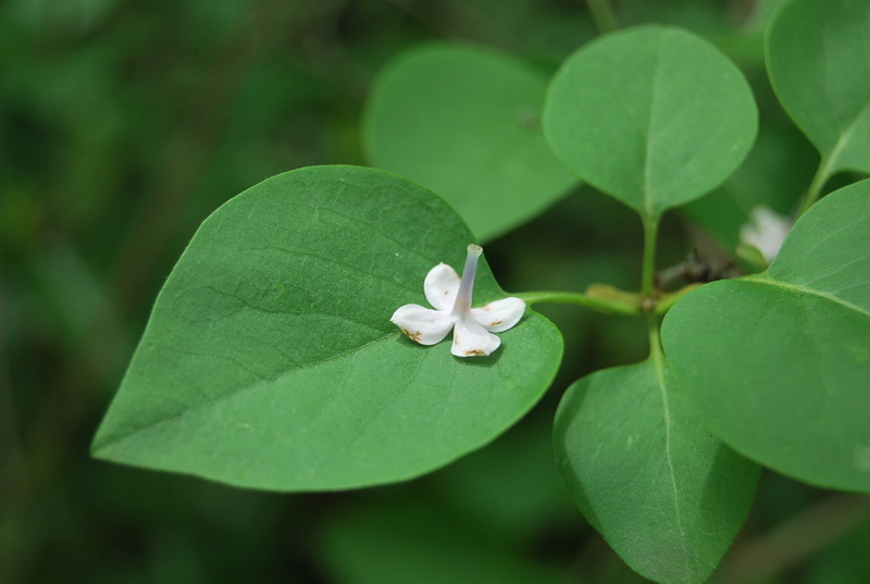 close-up, plant part, green, petal, vulnerability, liliac, inflorescence, no people, clover, flower head, beauty in nature, a flower, flowering plant, day