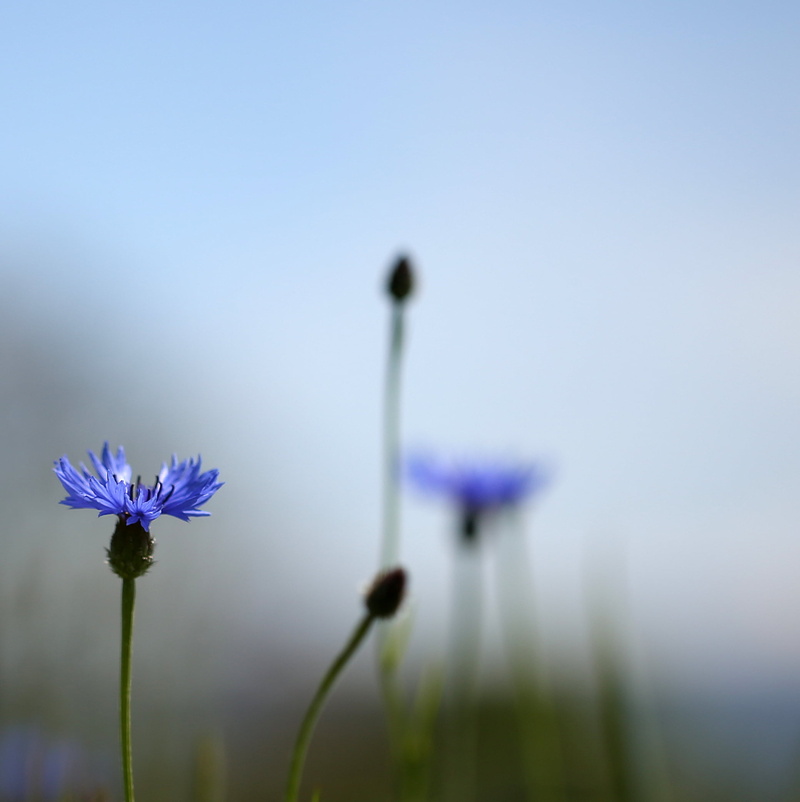 plant, springtime, petals, corn, leaves, blurred, weed, summer, delicate, closeup photography, bright, closeup, close-up, flower, bachelors buttons, cornfield