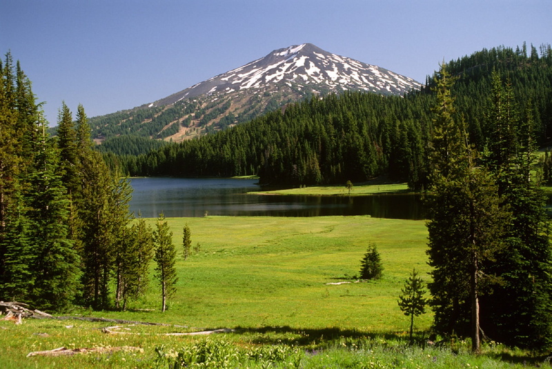 plant, outdoors, mountain peak, pine woodland, 1080P, day, cascade mountain range, Mount Bachelor, oregon, coniferous tree, beauty in nature, scenics - nature