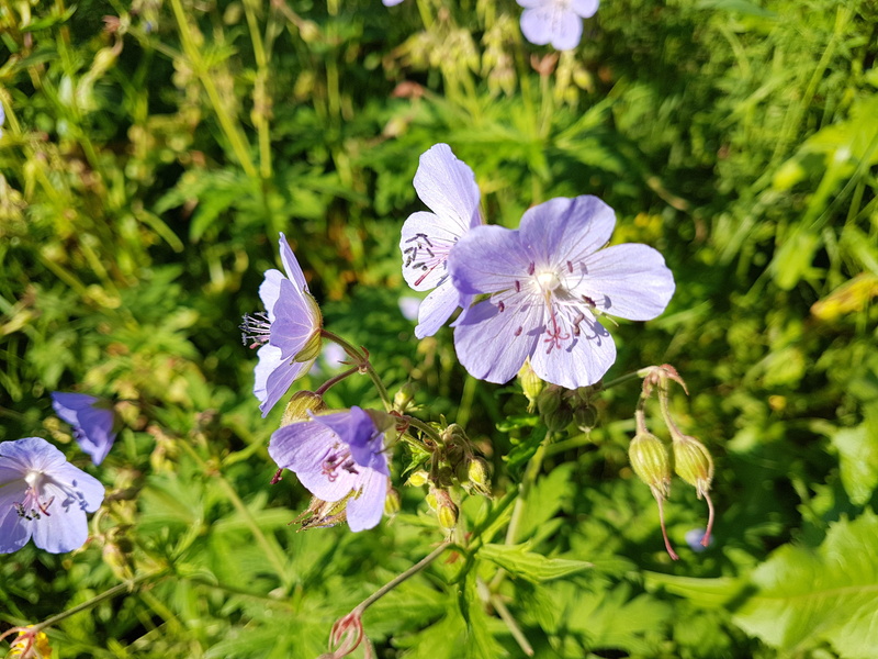 park, nature, flora, wild endive, focus on foreground, blue sailors, moscow, inflorescence, white color, cornflower, blue weed, petal, cute, russian chicory