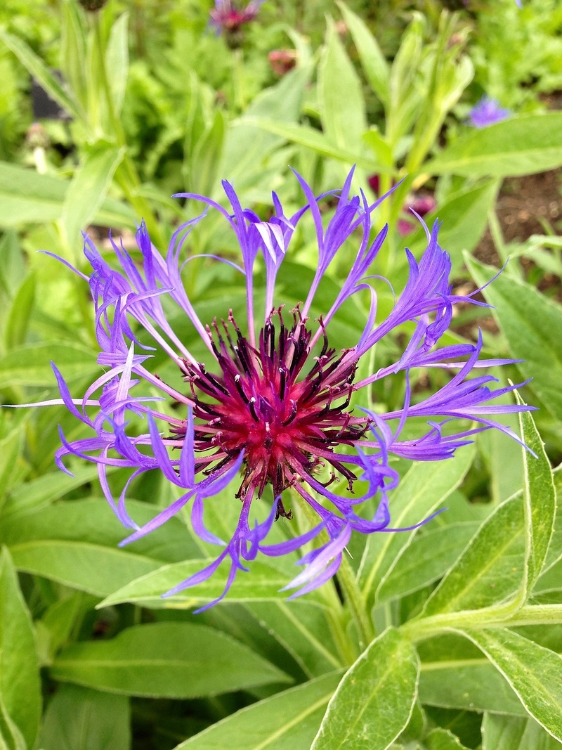 plant, no people, purple, plant part, beauty in nature, bachelors button, 1080P, flower, flowering plant, freshness, vulnerability, centaurea cyanus, focus on foreground