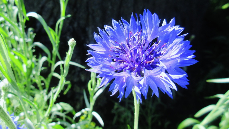 purple, day, flowering plant, outdoors, no people, beauty in nature, fragility, close-up, 2K, plant, freshness, blue flower, blossom, springtime, focus on foreground