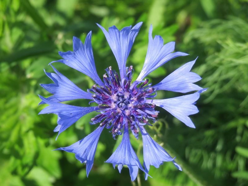 nature, macro, inflorescence, boutonniere flower, cyani flower, centaurea, 2K, Cornflower, botany, close-up, flower, bachelors button, hurtsickle, blossom