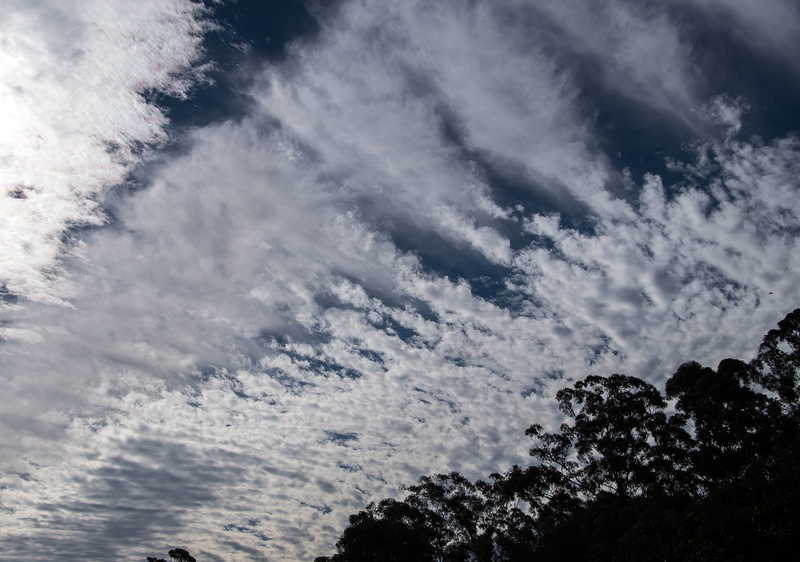 white color, outdoors, sky, weather, fluffy, day, cloud - sky, beauty in nature, low angle view, full frame, nature, scenics - nature, clouds, 2K, plant