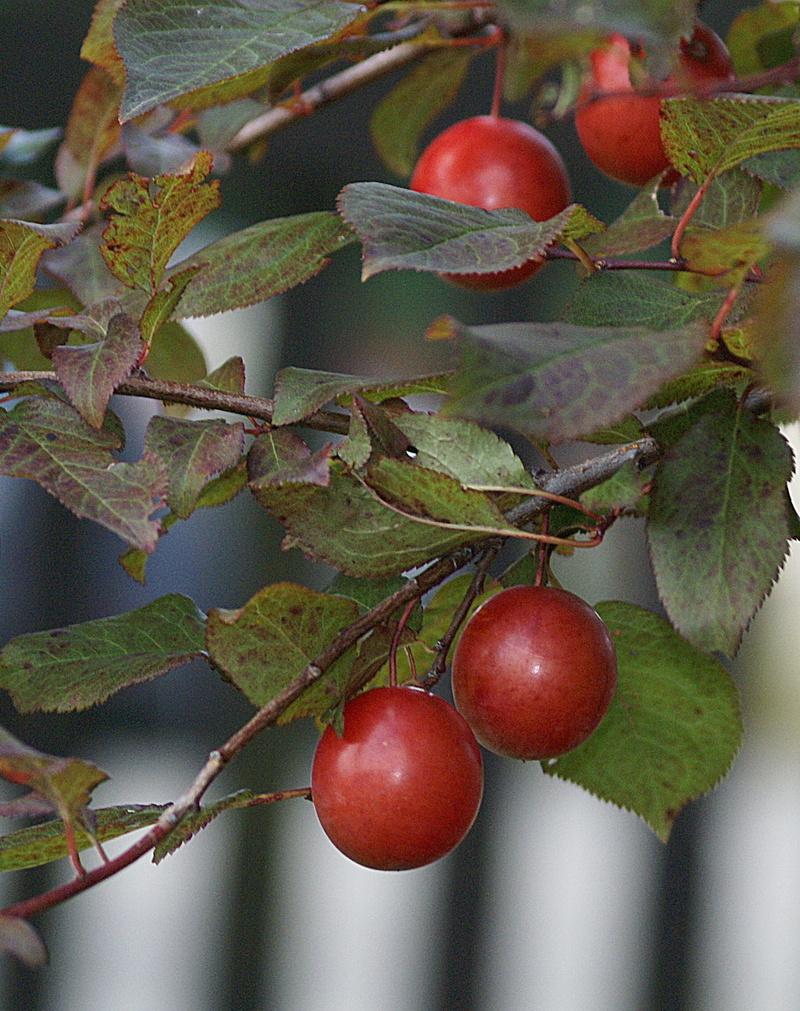 branch, healthy, tree, nature, plum branch, mature, plum, name, freshness, christmas rose, focus on foreground, ripe, red, fresh, leaf, day, fruit growing