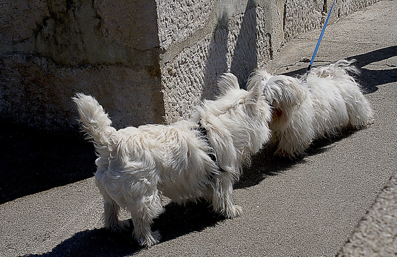 2K, small dogs, animal themes, maltese, recognition, meeting, dogs room, shadows, standing, one animal, nature, spacer, vertebrate, sunlight, white maltese