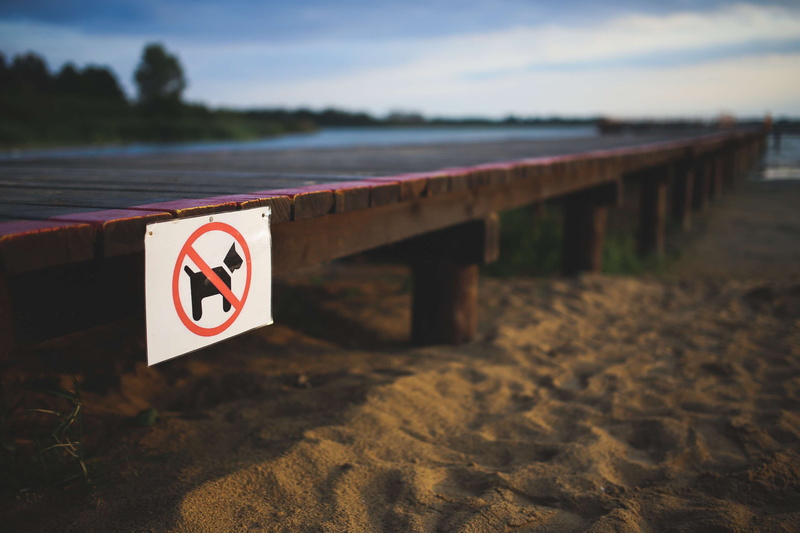 sky, sand, guidance, nature, selective focus, speed limit sign, focus on foreground, number, dogs, 4K, shape, water, land, animal, not allowed, no people