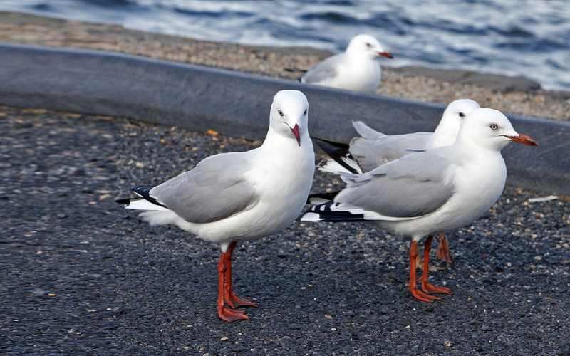walking, morphology, seagulls, allows, general, seabirds, flying, feeders, swimming, equal, 2K, least, adeptness, specialized