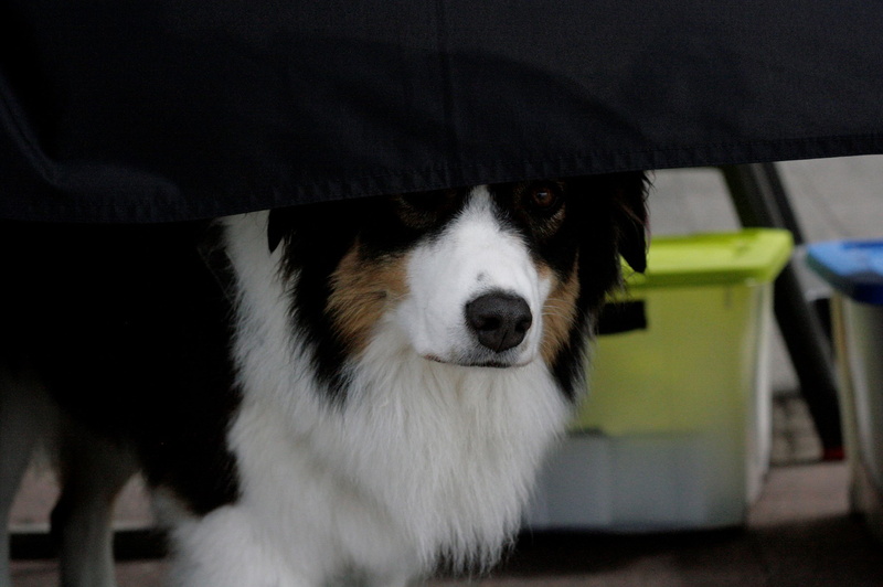 mammal, farm, market, wild, peek, vertebrate, beach, dog peeking, border collie, dog, dog nose, portrait, shy dog, indoors, wildlife, 5K, animal head
