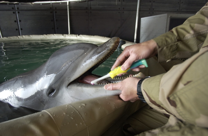 hygiene, macro, domestic room, opening, day, mammal, dolpin, brushing, close-up, vertebrate, seafood, human body part, dolphin, person, man, mouth, occupation
