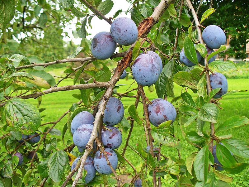 outdoors, closeup, day, delicious recipes, food and drink, freshness, nature, no people, branch, healthy food, fruit, agriculture, healthy, tree, leaf