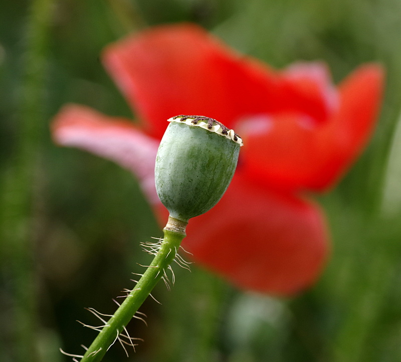 flowering plant, tranquility, bud, green, poppy, nature, drug, green color, 2K, beginnings, focus on foreground, day, plant, meadow, growth, sepal, vulnerability