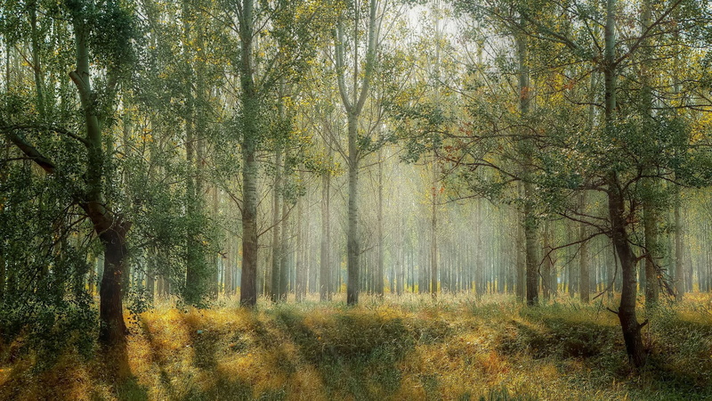 idyllic, allowed, scenics - nature, landscape, environment, autumn, beauty in nature, tranquil scene, change, nature, tree, relax, plant, woodland, growth