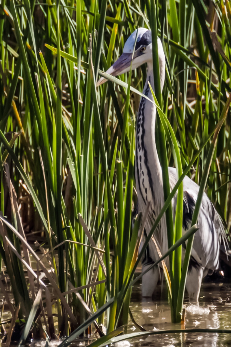 beak, one animal, nature, animal wildlife, 5K, spain, animal, animals in the wild, heron, blade of grass, water bird, day, plant, garza real, water, growth