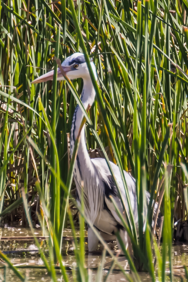 bird, plant, grass, 5K, beak, green color, animals in the wild, animal wildlife, heron, nature, no people, vertebrate, one animal, birding, great blue heron