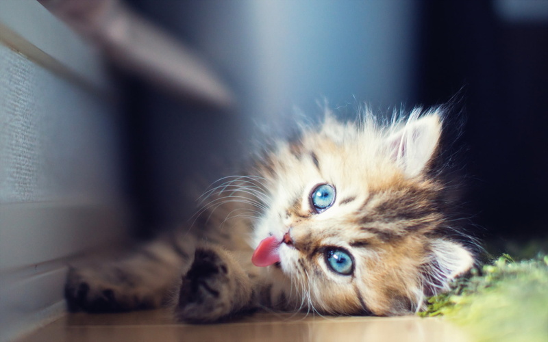 tabby, brown, puff, name, kitten, 1080P