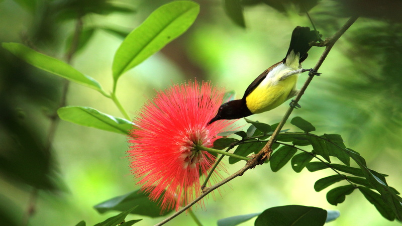 rose, animal wildlife, male, outdoors, small, vertebrate, leaf, flower head, drinking, nature, focus on foreground, plumage, one animal, flower, bird, avian