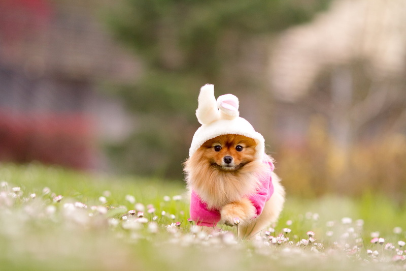 flower, canine, 1080P, cute, adult, outdoors, dog, no People, portrait, one Animal, animals And Pets, Spitz, dogs, close-up, pets, fluffy, looking, blur