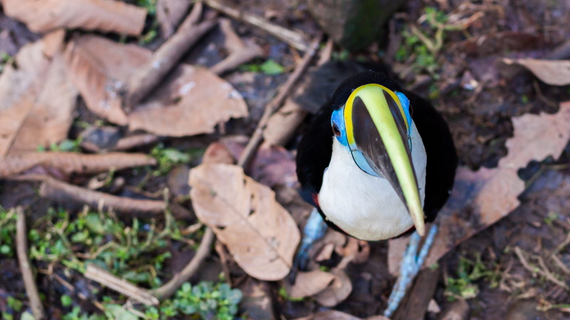 zazu, plant, arajuno, high angle view, field, beauty in nature, outdoors, focus on foreground, ecuador, nature, land, day, animals in the wild, animal themes