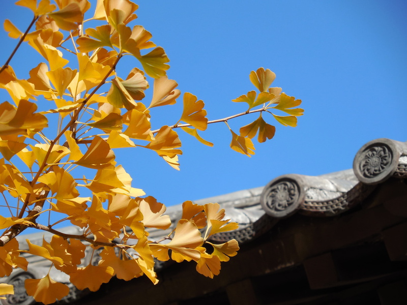 blue, sunlight, flower, fall, roof, leaf, no people, freshness, branch, Ginko, architecture And Buildings, low angle view, clear, flowering plant, asia