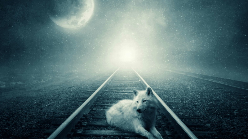 domestic animals, starry night, domestic, wolf, outdoors, moon, mammal, sky, transportation, tracks, 1080P, no people, darkness, night, animal, vertebrate