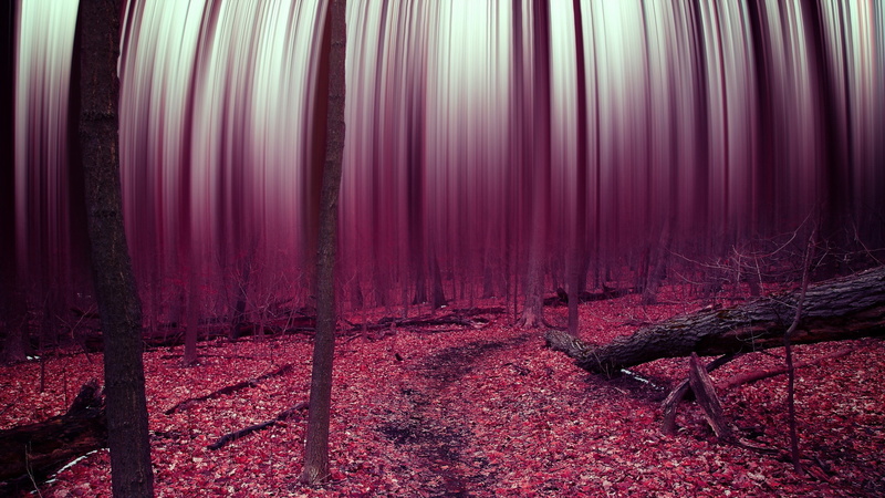 Treated, Leaves, Purple, Picture, Trees, firewood, 2K, black, Autumn, Forest
