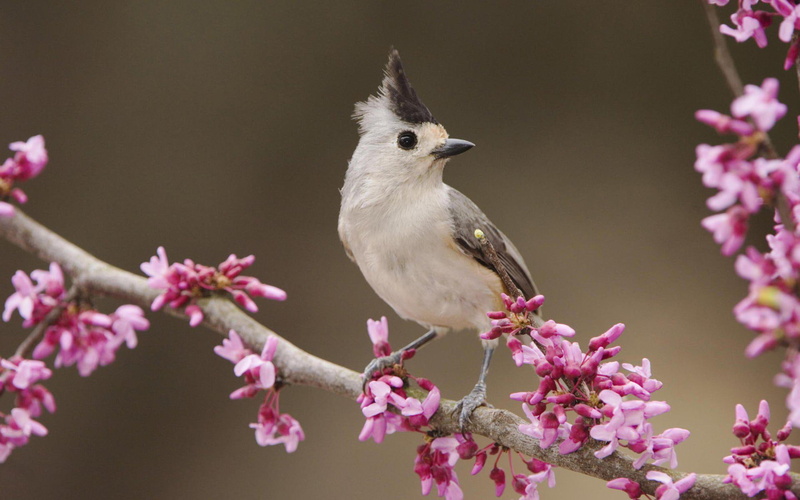 pictures, birds, beautiful, 1080P