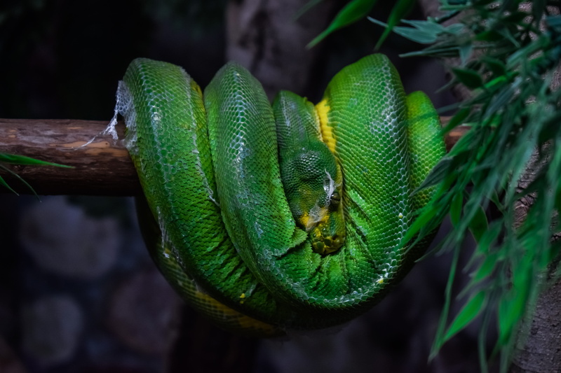 morelia viridis, animal themes, zoo, one animal, wild, nature, animals in the wild, day, reptile, curled up, close-up, animal body part, focus on foreground