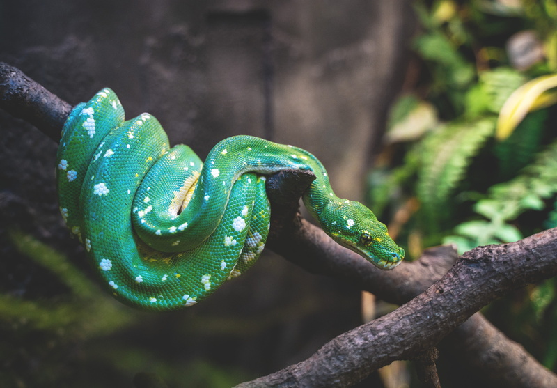 tree, animal wildlife, day, green tree python, zoo, no people, poisonous, branch, python, reptile, plant, rainforest, detroit zoo, close-up, curled up